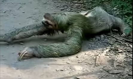 تعر فوا إلى الحيوانات الأكثر كسلا في العالم