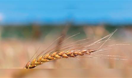  العالم ليس بخير... نقص الحبوب والقمح يهدد بمجاعة جديدة