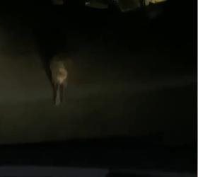 Weighing 400 kilograms, a wild boar roams among homes and attacks a car (video)