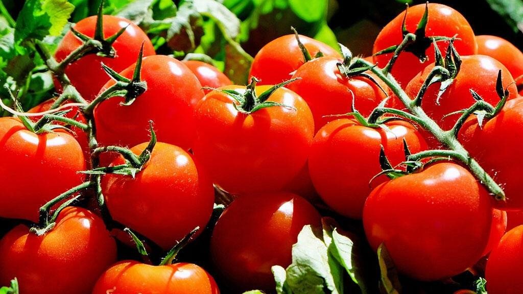 The secret of tomatoes revealed... amazing benefits and an important health warning!