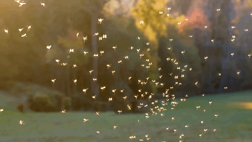 “Mosquito toilet”... A strange innovation that could detect the next virus before it reaches humans